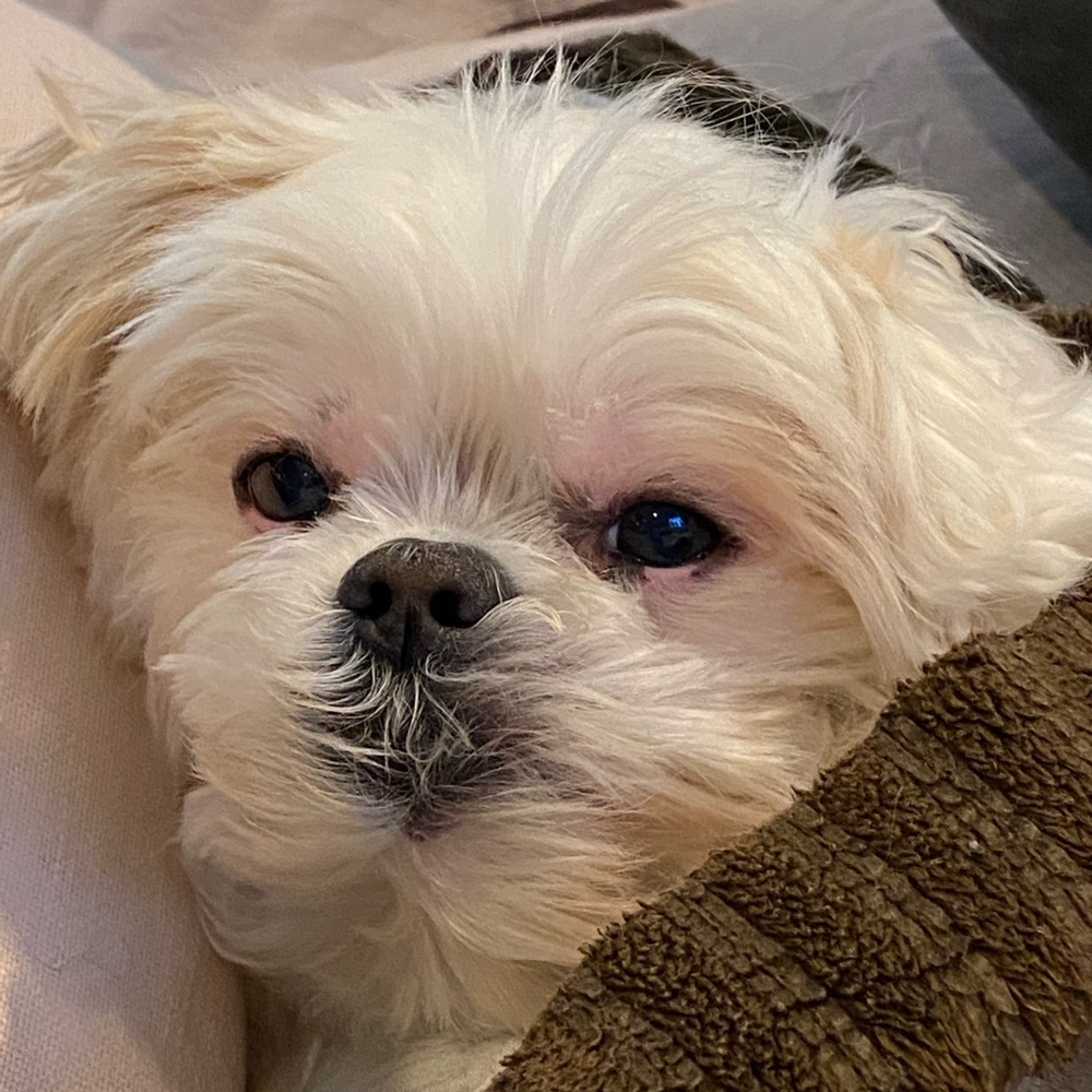 Meet your Posher, Monique